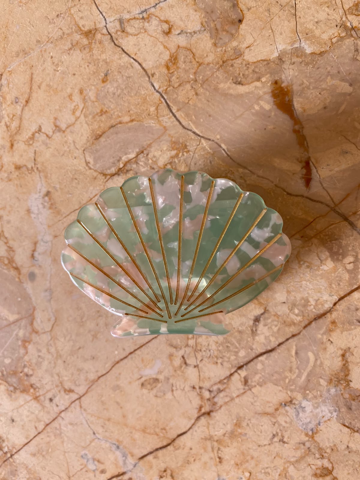 Tulip Shell