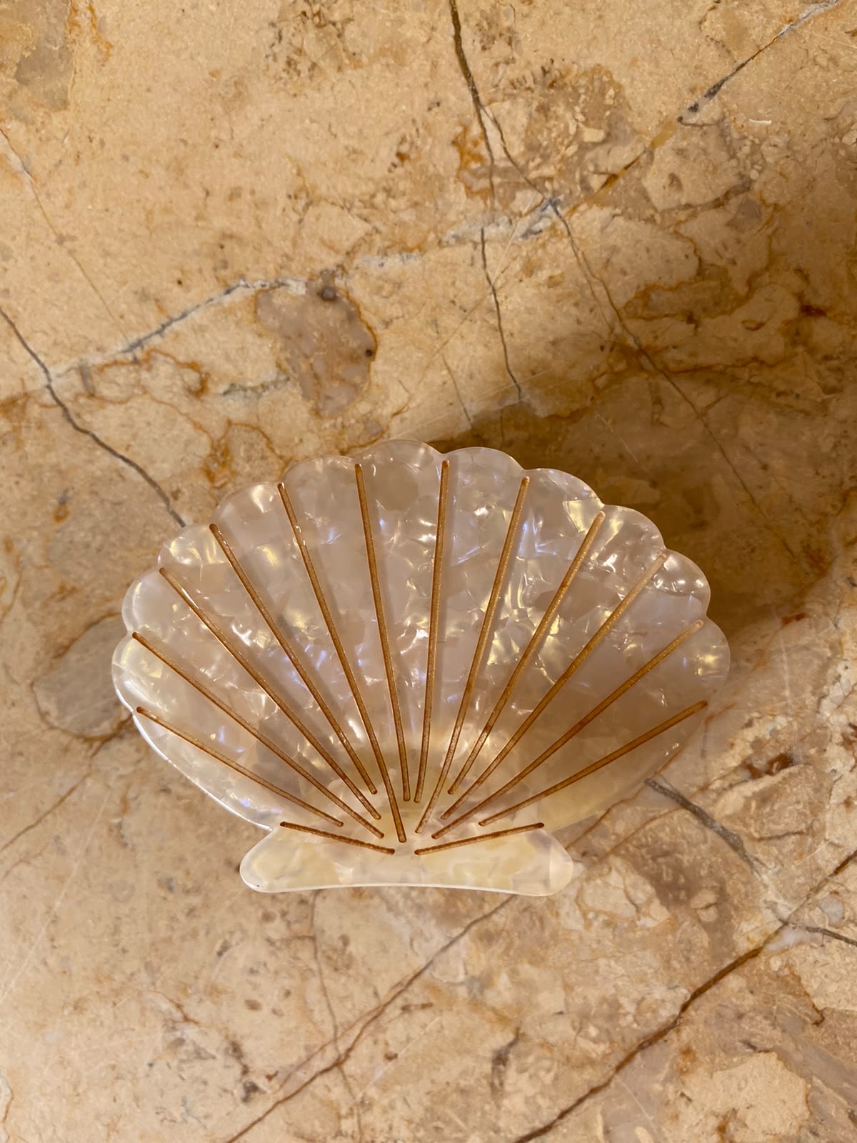Tulip Shell